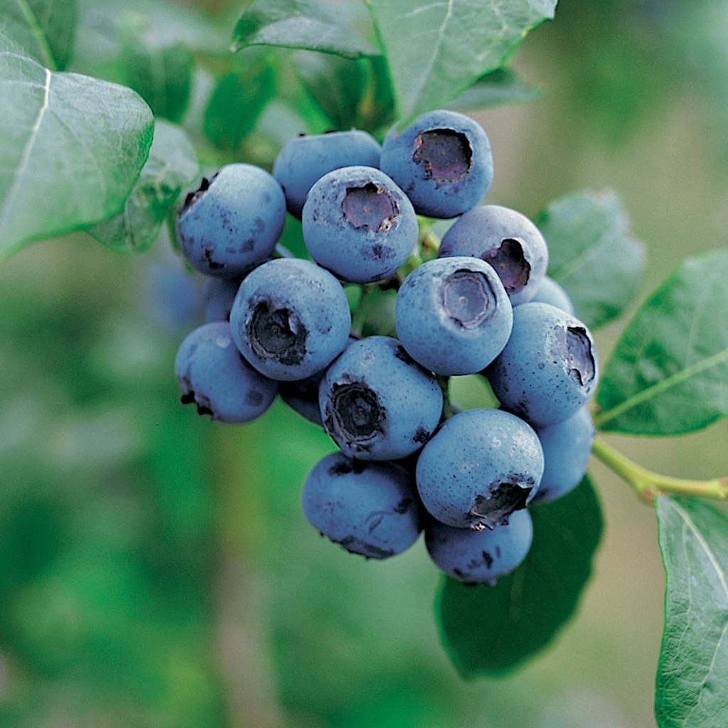 Heidelbeere - Vaccinium corymbosum 'Bluecrop' 40-50cm