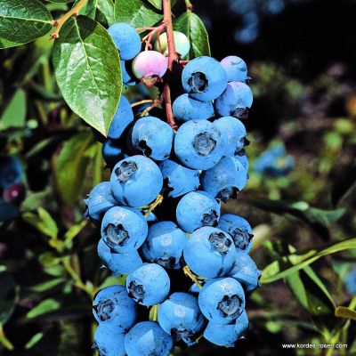 Heidelbeere - Vaccinium corymbosum 'Bluecrop'