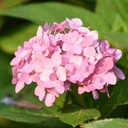 Bodnant-Winterschneeball -Viburnum bodnantense 'Dawn' 50-60cm