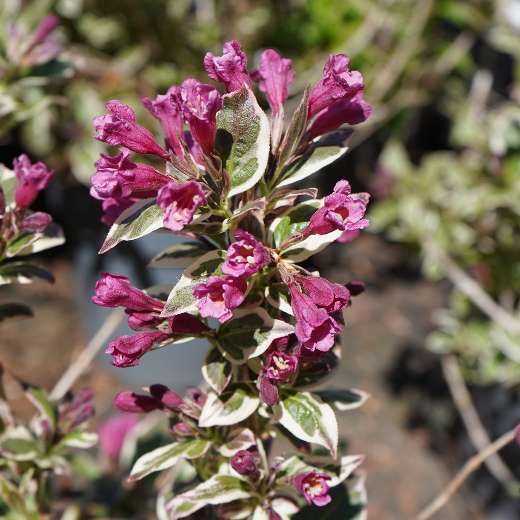 Weigelie - Weigela florida 'All Summer Monet' 25-30cm
