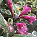 Weigelie - Weigela florida 'All Summer Monet' 25-30cm