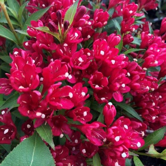 Zwerg-Weigelie - Weigela florida 'All Summer Red' 25-30cm