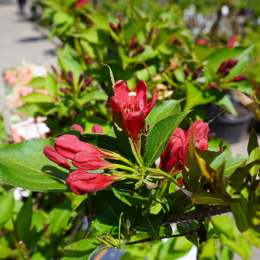 Zwerg-Weigelie - Weigela florida 'All Summer Red'