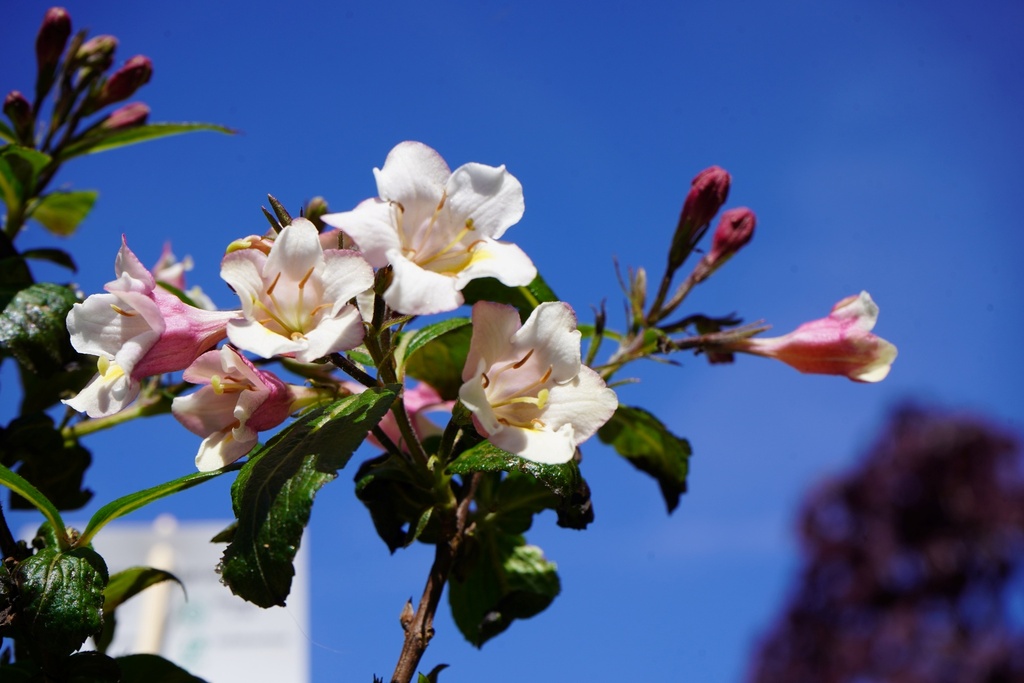 Liebliche Zwerg-Weigelie - Weigela florida 'Vintage Love'