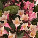 Liebliche Zwerg-Weigelie - Weigela florida 'Vintage Love' 25-30cm