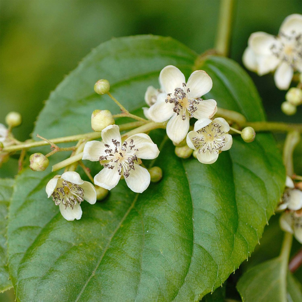 Männliche Pflanze Traubenkiwi - Actinidia arguta 'Blütenwolke'(Romeo) 60-80cm