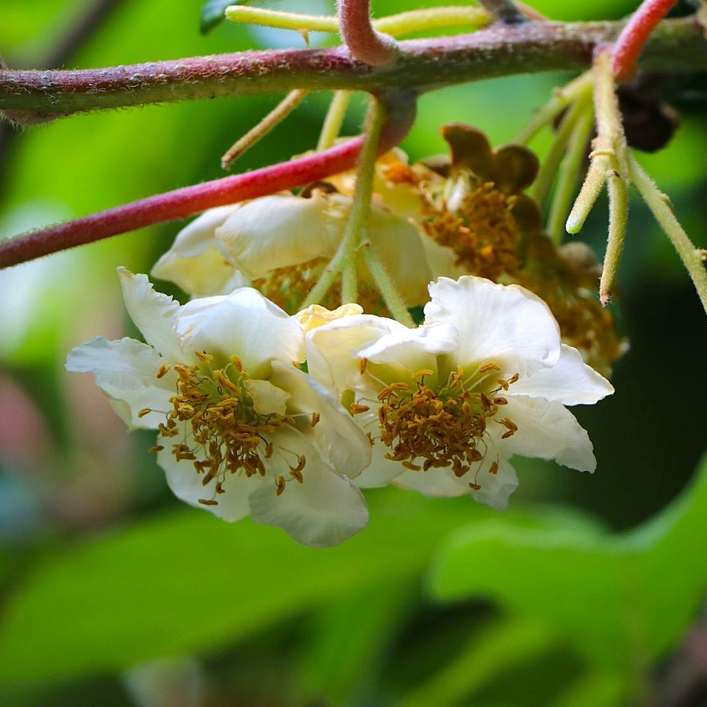 Männliche Pflanze Traubenkiwi - Actinidia arguta 'Blütenwolke'(Romeo) 60-80cm