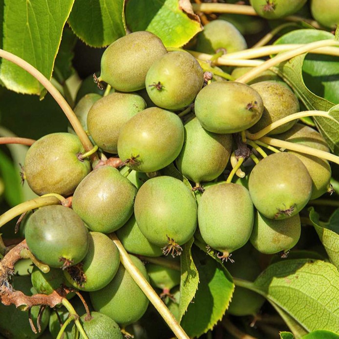 Minikiwi - Actinidia arguta 'Fresh Jumbo' 60-80cm