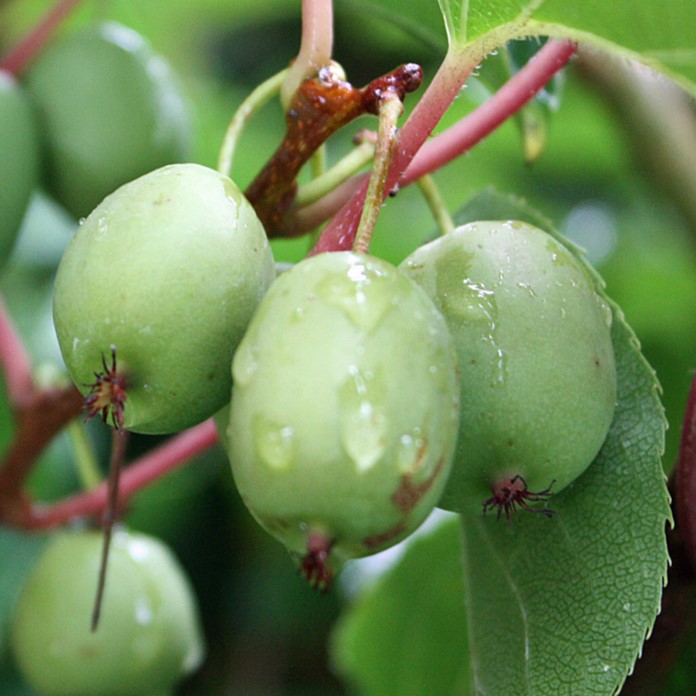 Kiwi - Actinidia arguta 'Issai' 60-80cm