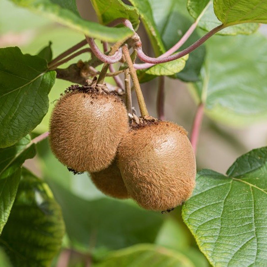 Kiwi - Actinidia deliciosa 'Jenny' 60-80cm