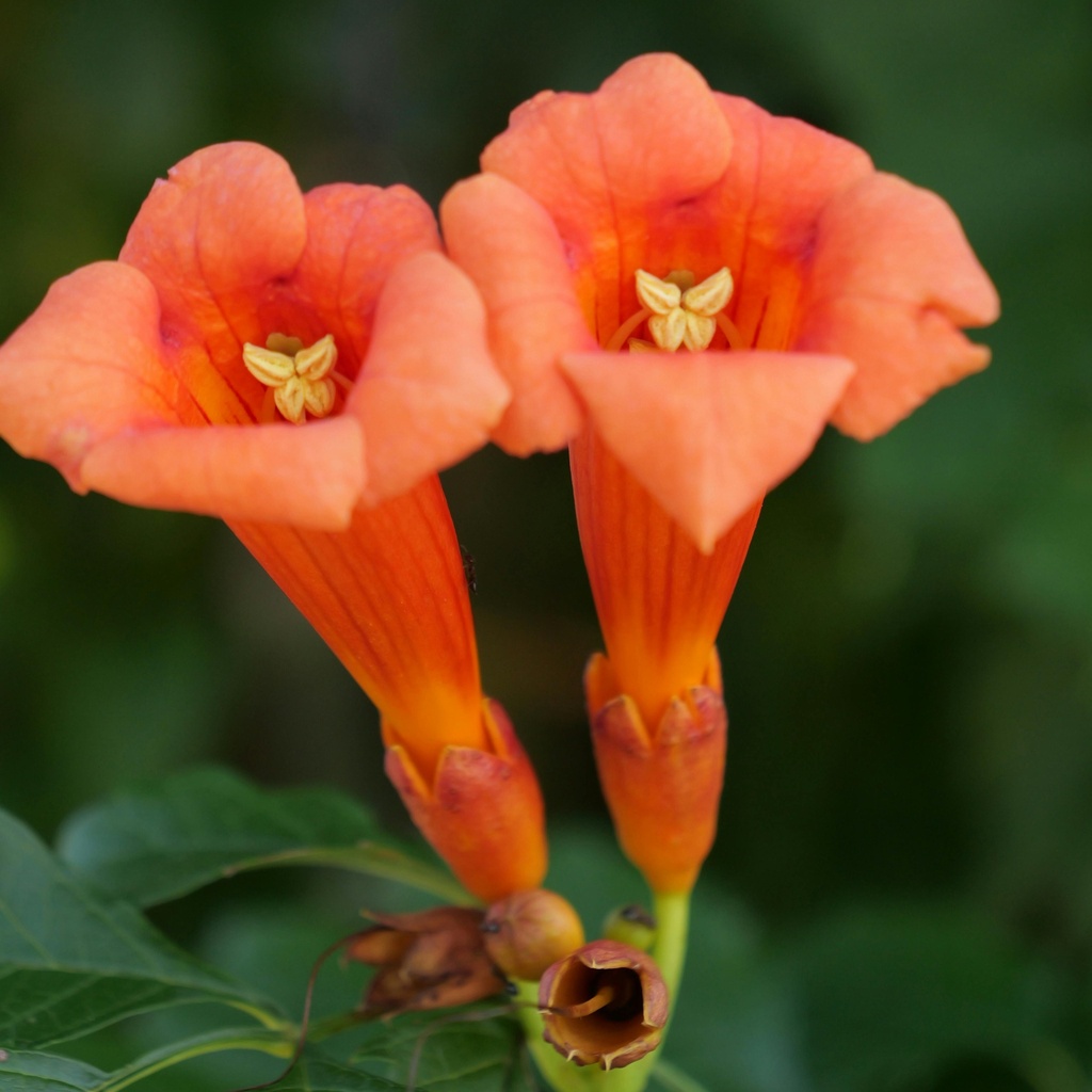 Amerikanische Klettertrompete - Campsis tagliabuana 'Indian Summer'