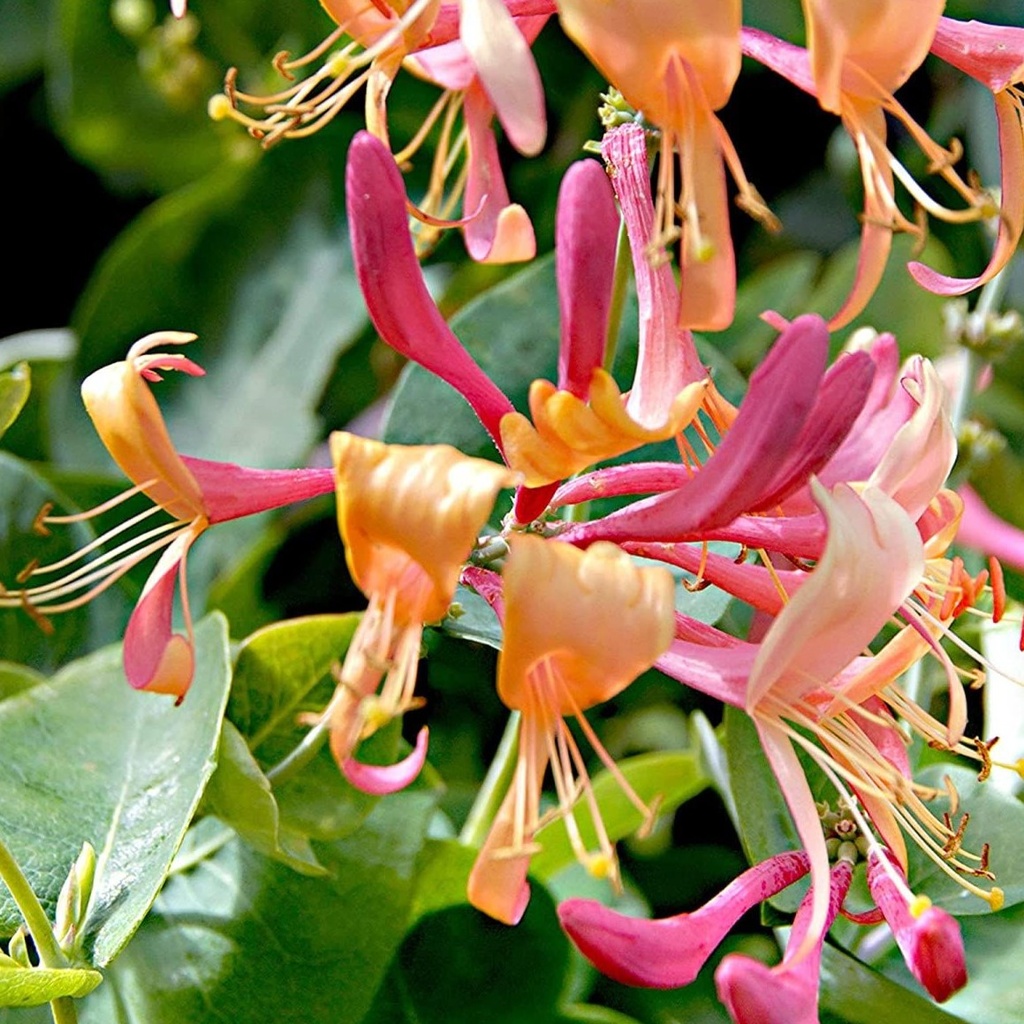 Geißschlinge / Immergrünes Geißblatt - Lonicera henryi 40-60cm