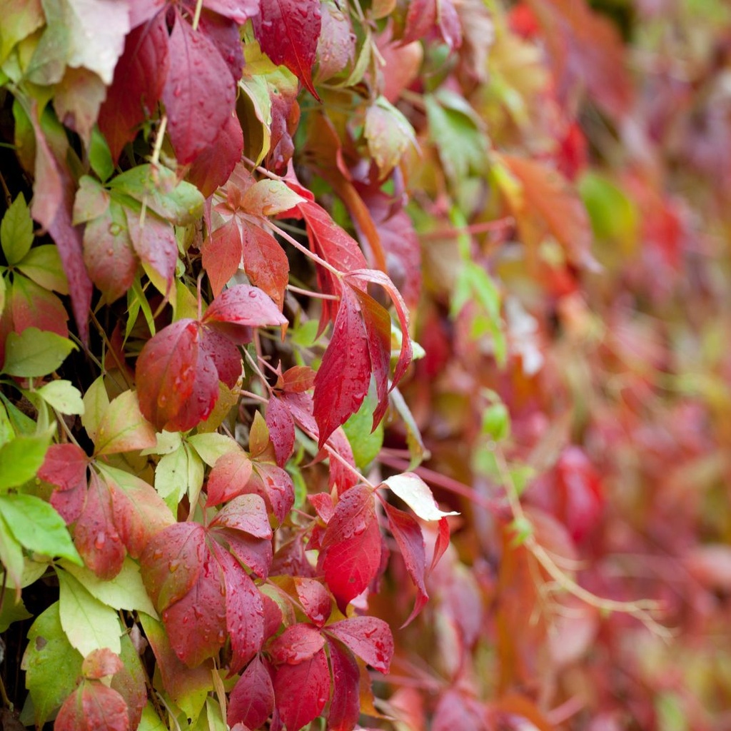 Selbstklimmender Mauerwein - Parthenocissus quinquefolia 'Engelmannii' 80cm