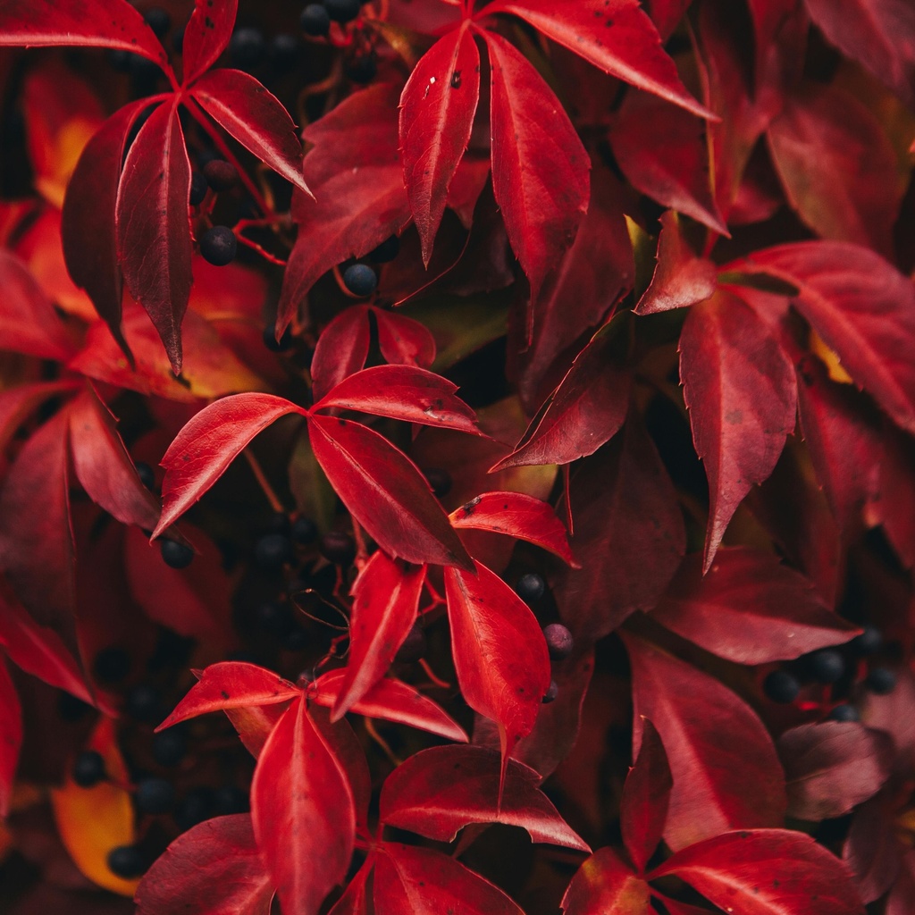 Selbstklimmender Mauerwein - Parthenocissus quinquefolia 'Engelmannii' 80cm