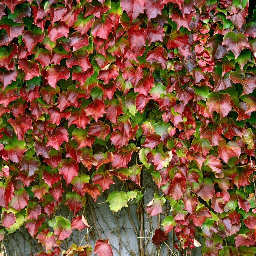 Jungfernrebe / Selbstklimmer - Parthenocissus tricuspidata 'Veitchii' 80cm