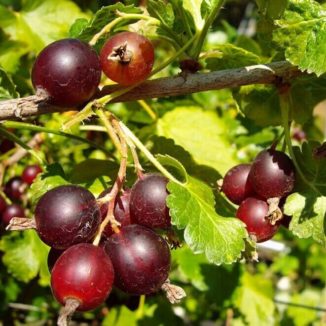 Jostabeere / Jochelbeere - Ribes nidigrolaria 30-40cm