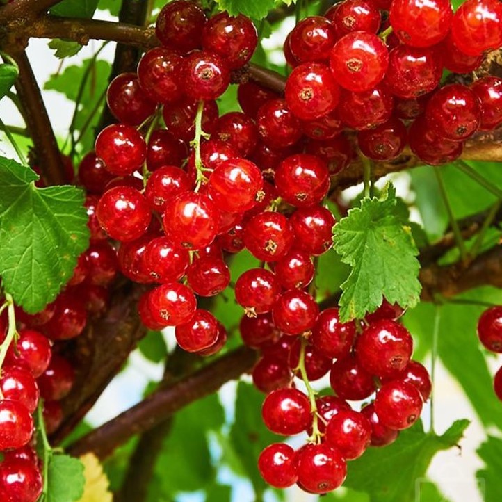 Rote Johannisbeere - Ribes rubrum 'Jonkheer van Tets' 30-40cm