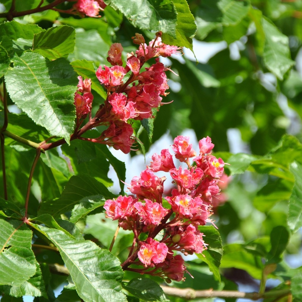 Rotblühende Roßkastanie / Edelkastanie - Aesculus carnea 'Briotii' Stammumfang 8-10cm