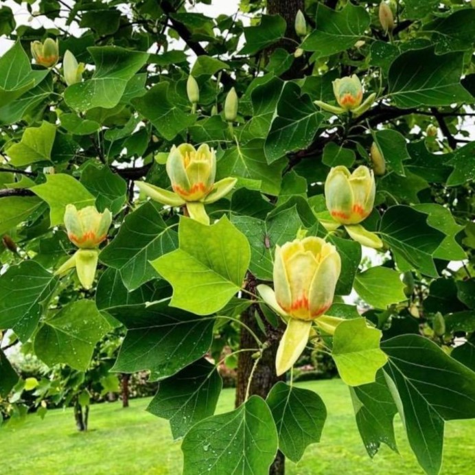 Tulpenbaum -Liriodendron tulipifera Stammumfang 6-8cm