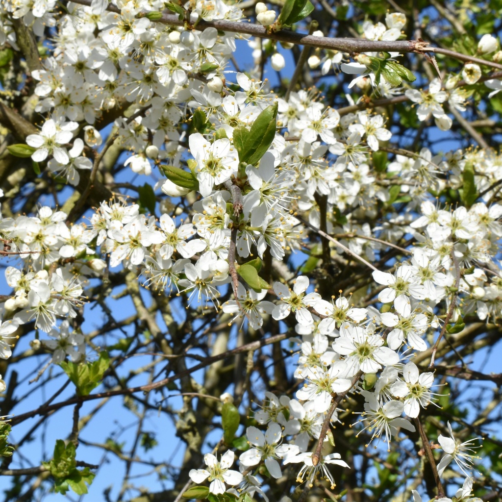 Chinesische Wildbirne / Stadtbirne - Pyrus calleryana 'Chanticleer' Stammumfang 8-10cm