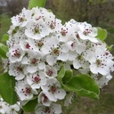 Chinesische Wildbirne / Stadtbirne - Pyrus calleryana 'Chanticleer' Stammumfang 8-10cm