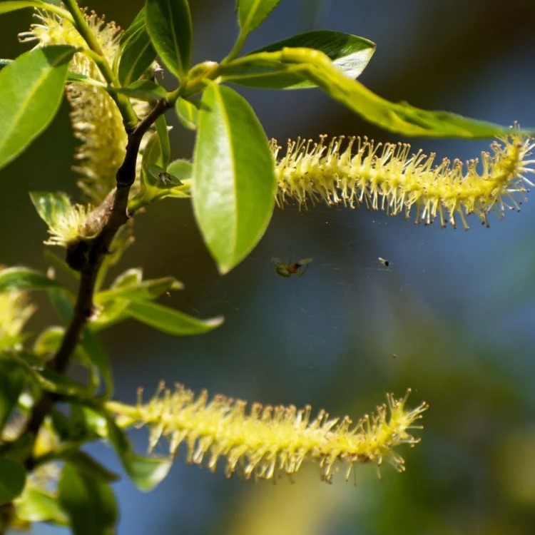 Trauerweide / Hängeweide - Salix sepulcralis 'Chrysocomoa' / 'Tristis' Stammumfang 8-10cm