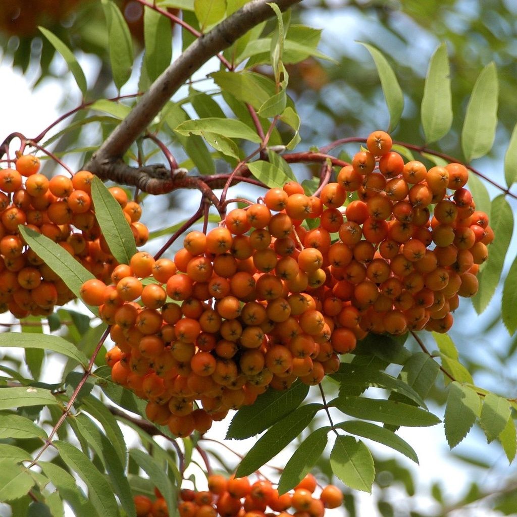 Essbare Vogelbeere / Eberesche - Sorbus aucuparia 'Edulis' Stammumfang 8-10cm