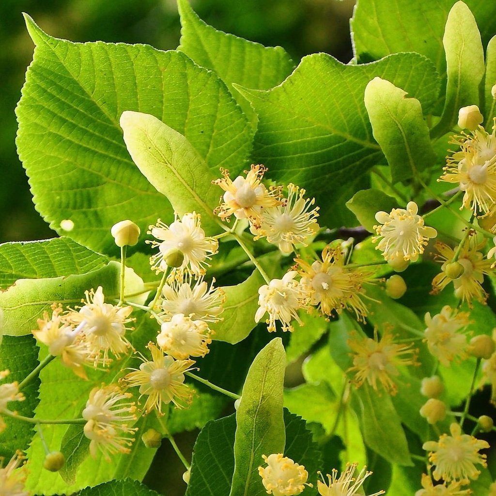 Winterlinde / Amerikanische Stadtlinde - Tilia cordata 'Greenspire' Stammumfang 8-10cm