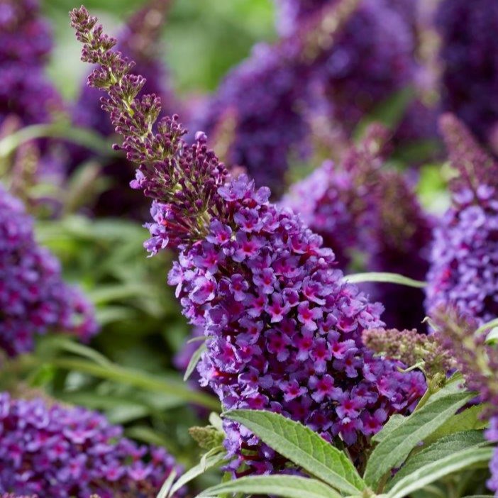 Zwerg-Schmetterlingsflieder / Zwerg-Sommerflieder - Buddleja davidii 'Butterfly Candy®Little Purple' C3