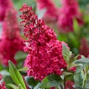 Zwerg-Schmetterlingsflieder / Zwerg-Sommerflieder - Buddleja davidii 'Butterfly Candy®Little Ruby' C3