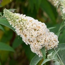 Zwerg-Schmetterlingsflieder / Zwerg-Sommerflieder - Buddleja davidii 'BUZZ®Ivory' C3