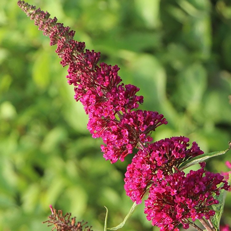 Zwerg-Schmetterlingsflieder / Zwerg-Sommerflieder - Buddleja davidii 'BUZZ®Magenta' C3