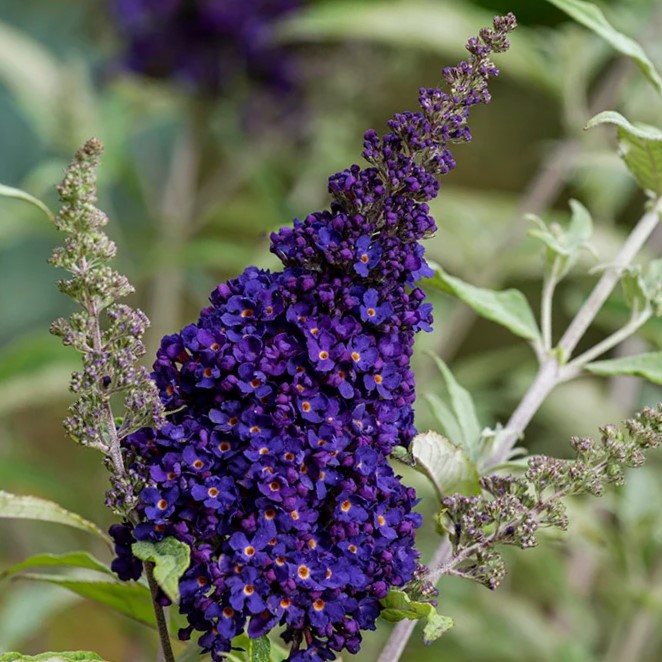 Zwerg-Schmetterlingsflieder / Zwerg-Sommerflieder - Buddleja davidii 'BUZZ®Midnight' C3