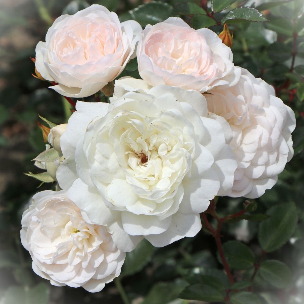 Bodendecker Rose - Rosa 'Sea Foam' C4