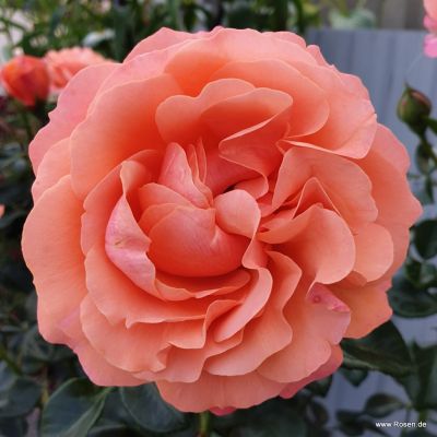 Beetrose - Rosa 'Coral Lions-Rose'® ADR-Rose C5