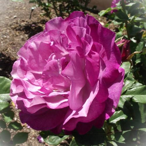 Strauchrose - Rosa 'Blue Eden'® C5