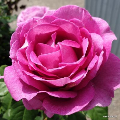 Beetrose Parfuma® - Rosa Parfuma® 'Carmen Würth' ADR-Rose C5