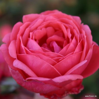 Beetrose Perfuma® - Rosa Parfuma® 'Gartenprinzessin Marie-José' ADR-Rose