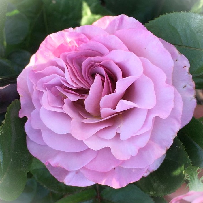 Edelrose - Rosa 'Blue Girl'® C5