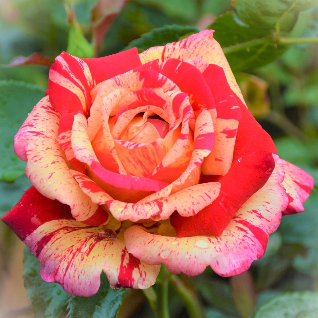 Edelrose Nirparfum Rose - Rosa 'BROCELIANDE'® C5