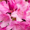 Rhododendron 'Graziella' 30-40cm