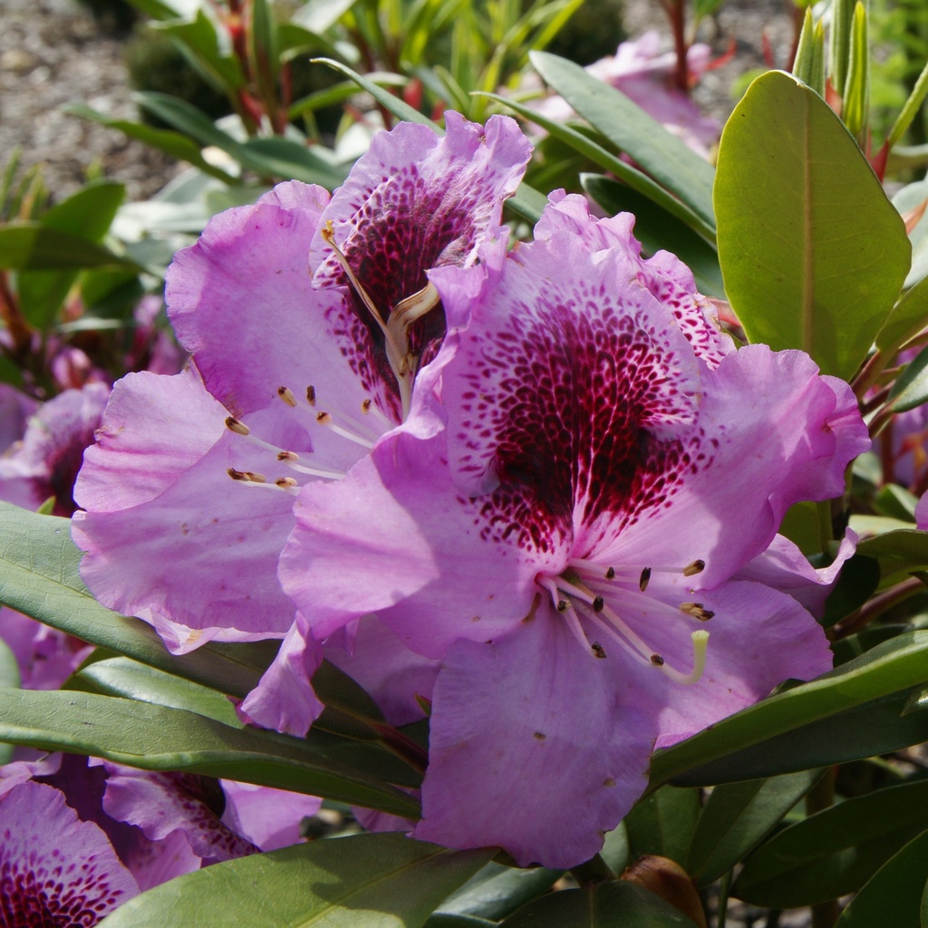 Rhododendron 'Pfauenauge'®