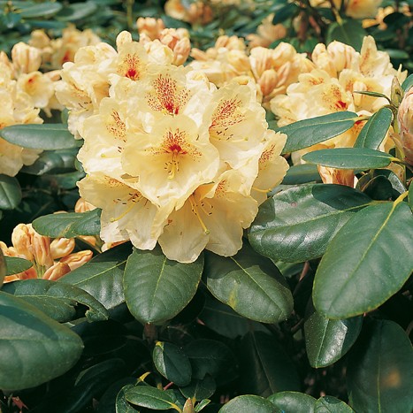Rhododendron 'Goldbukett'