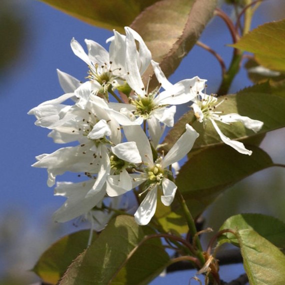 Essbare Felsenbirne - Amelanchier laevis 'Ballerina' 60-80cm