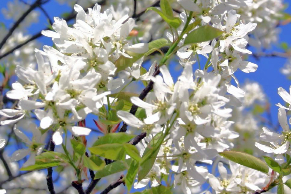 Essbare Felsenbirne - Amelanchier laevis 'Ballerina' 60-80cm