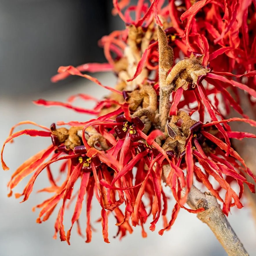 Zaubernuss - Hamamelis intermedia 'Stolwijk Red' 30-40cm