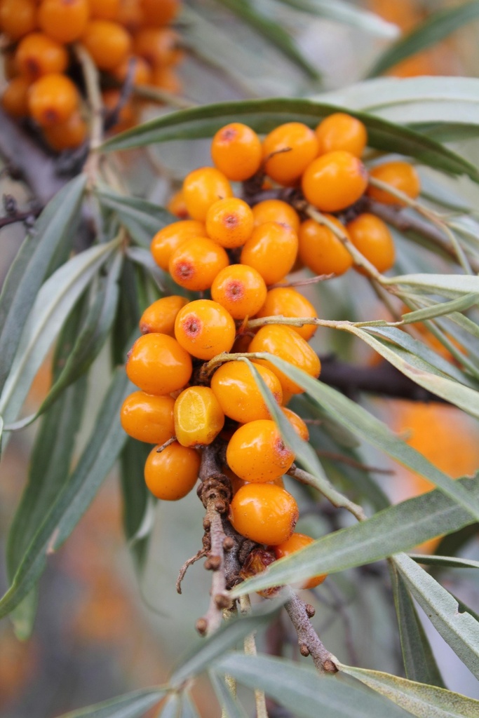 Sanddorn - Hippophae rhamnoides 'Friesdorfer Orange' 30-40cm