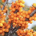 Sanddorn - Hippophae rhamnoides 'Friesdorfer Orange' 30-40cm