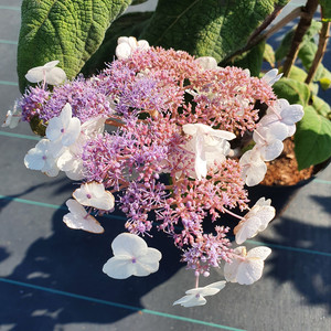 Fellhortensie / Samthortensie - Hydrangea aspera  'Macrophylla' 30-40cm