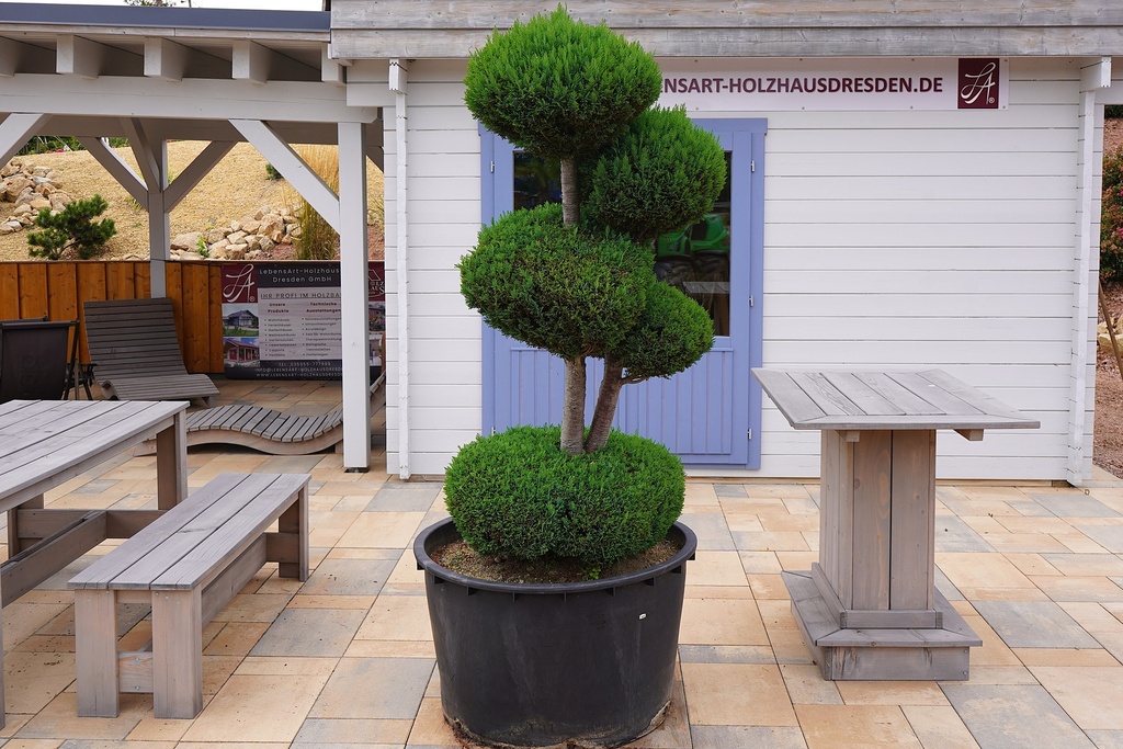 Blaue Kegelzypresse / Chamaecyparis lawsoniana 'Elwoodii'